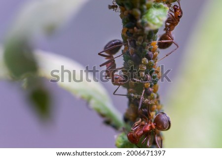 Ants on a green stem of grass. There are aphids on the grass.