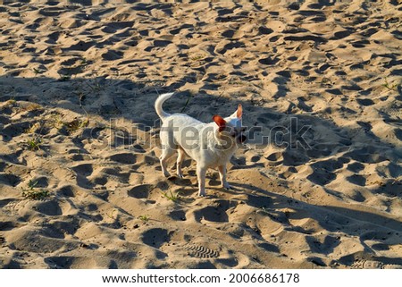 White single hairy chihuahua standing on the beach sand.