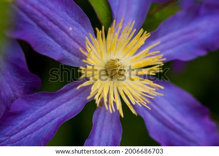 Flowers of Clematis and platinum. Close-up on blurred greenery with copying of space, using as a background of the natural landscape, ecology. Macro photography, Selective focusing.  