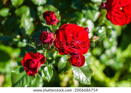 Red roses on a flower bed on a sunny day. Close-up on blurred greenery with copying of space, using as a background the natural landscape, ecology, fresh wallpaper concepts.