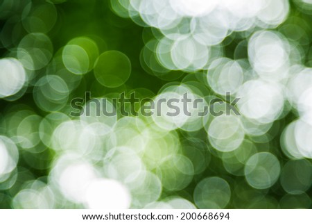 bokeh light dots in the forest