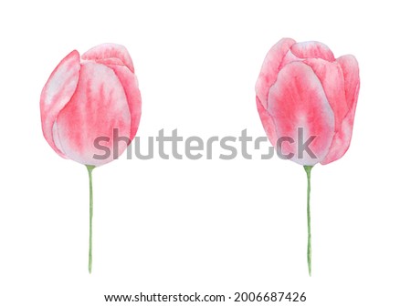 Set of watercolor red flowers tulips for congratulations of postcards celebrate holiday. Watercolor hand draw  Illustration.