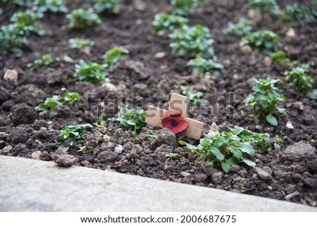 Remembrance Sunday in London. A red poppy on a small wooden cross in a city garden. Growing plants. London, UK, Europe