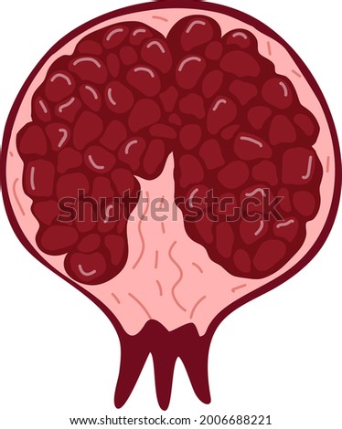 Fresh red garnet hand-drawn vector illustration. Farm fresh pomegranate for vegatarian diet. Organic ingredient for juice or salad