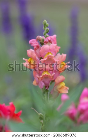 Close up shot of snap dragon flower in the garden