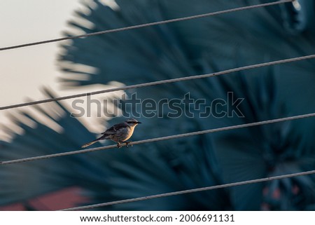 Urban bird at golden hour. The chalk-browed mockingbird also know as Sabia-do-campo perched on the power cord. Species Mimus saturninus. Birdwathching. Bird lover.