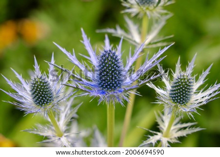 Eryngium alpinum, the alpine sea holly, alpine eryngo or queen of the Alps, is a herbaceous perennial plant in the family Apiaceae. Royalty-Free Stock Photo #2006694590