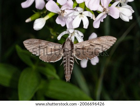 The butterfly sphinx Pine hawk-moth (Hyloicus pinastri) solders and sucks nectar from the flowering Soapwort (Saponaria officinalis). Moths. Latvia.