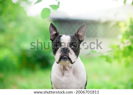 Portrait of a calm and serious Boston Terrier dog against a green summer landscape.