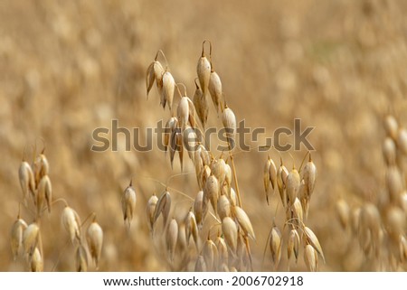 Close up of common oat growing in a oat field Royalty-Free Stock Photo #2006702918