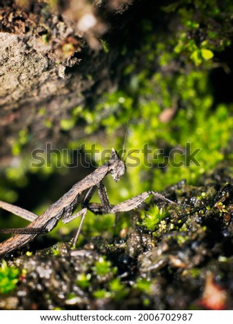 Grey praying mantis in the rocks with blurred background 