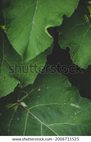 Lush green Burdock (Arctium) leaves with dark almost black background. close up, top view. Soft focus.