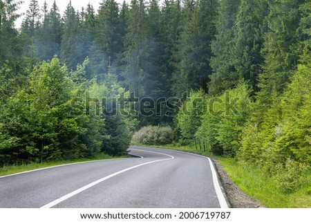 Empty road in green summer forest 