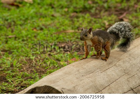 Squirrel on a log in the park