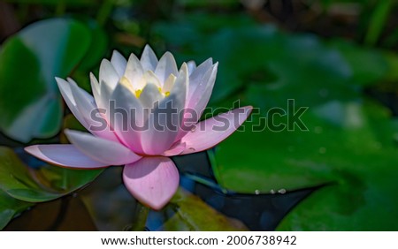 Beautiful, white and pink water lily or lotus flower in a pond