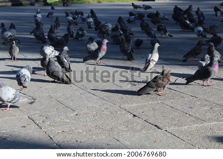 Pigeons on the street of Arequipa.