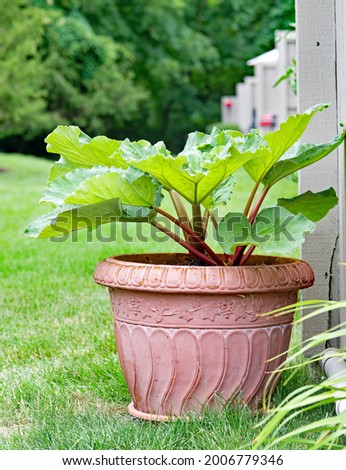 Canada Red Rhubarb Growing in Terra Cotta Pot Royalty-Free Stock Photo #2006779346
