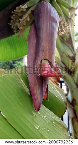 red cabbage on banana tree.picture of banana.Banana flowers on green branches, blooming in the garden.bud end of a flowering banana stalk.