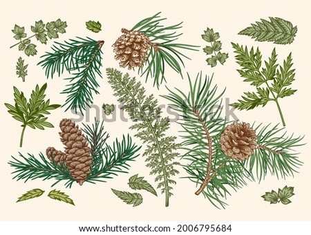 Botanical set with spruce and pine branches, cones, fern and leaves. Christmas collection with coniferous and evergreen trees. Wild plants isolated on white background. Vector illustration. Greens.