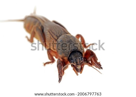 Mole cricket isolated on a white background, mole insect, close-up pictures