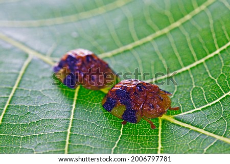 Beet big tortoise shell on a white background, close-up pictures