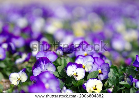 Purple pansy flowers are cute.