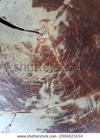 Cross section of the wood, using for background and text.