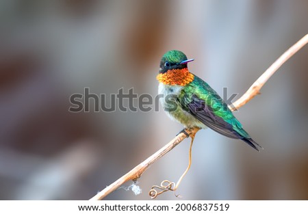 Ruby Throated Hummingbird are olive-green birds with a prominent white eyering and white wingbar