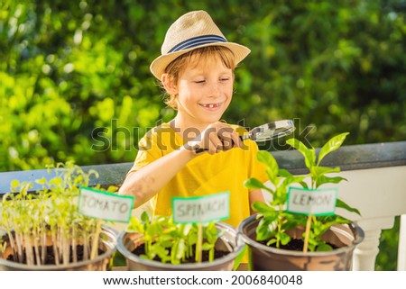 The boy studies the plants through a magnifying glass. He is doing gardening on his balcony. Natural development for children
