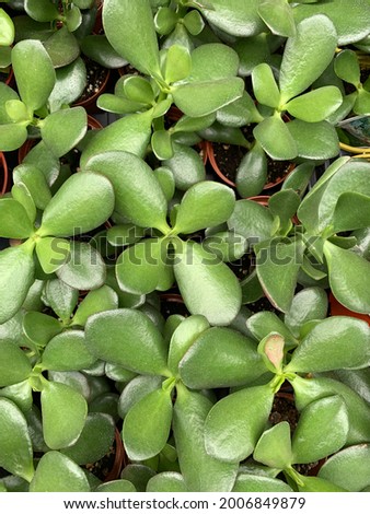 Close up of a tray of baby jade plant