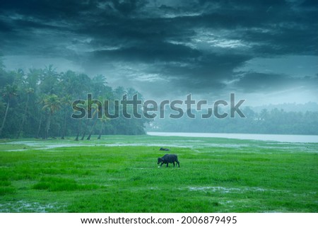 Landscape photography - Monsoon rain in Kerala India, Beautiful image of rain, Buffaloes eating grass when it is raining heavy. Royalty-Free Stock Photo #2006879495