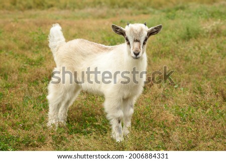 White goat on summer meadow. Vertical photo. Top view