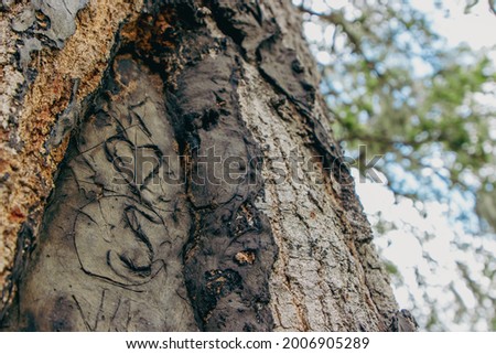 Love initials tree carving on old trunk close up looking up