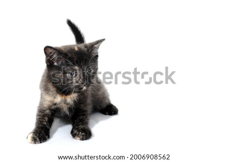 a gray spotted purebred kitten sits on a white isolated background