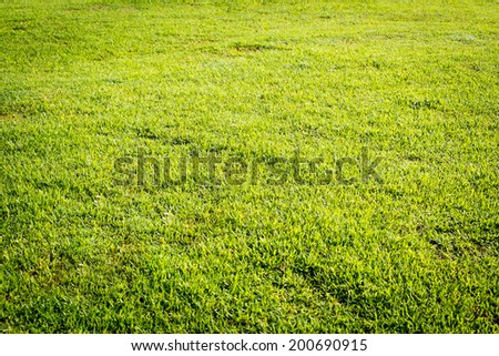 Grass field texture for background.