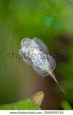Aquarium cleaning fish. Sewellia lineolata
