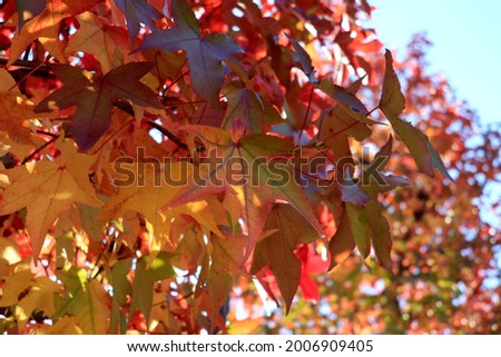 The leaves of sweetgum that turned red in autumn.