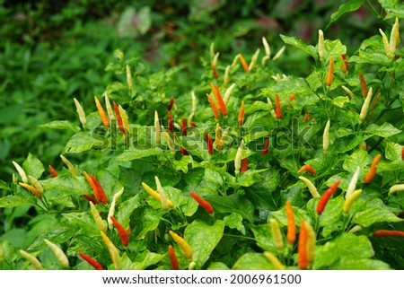 Pictures of several chilies on the same tree. color of chili. red chili. 
Chili is a kind of spice.
natural chili cultivation.