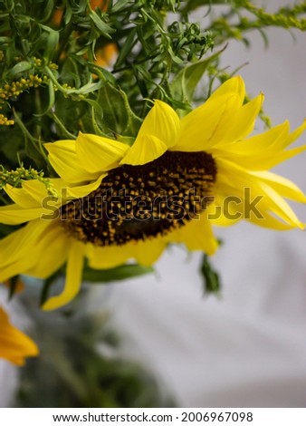 sunflowers flowers of summer and sunflower