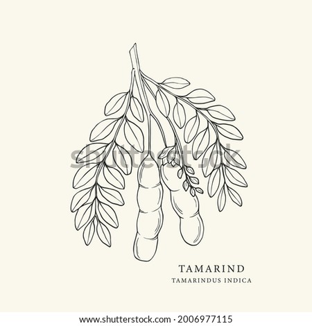 Hand drawn tamarind. Botanical line art illustration Royalty-Free Stock Photo #2006977115