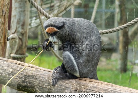 De Brazza's monkey sitting on refined piece of wood while chewing a stick