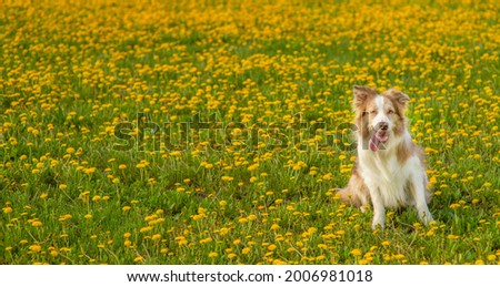 The Australian Shepherd dog sits on its hind legs in the middle of a green field with yellow flowers. Stretched image for a banner, space for text 