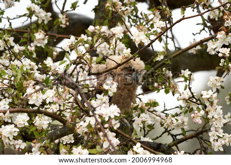 One six week old owl chick eagle owl sits in a tree full of white blossoms. Orange eyes look at you.