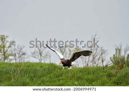 Close-up of a Steller's sea eagle. The bird of prey lands with outspread wings on grass. Against the background of trees, grass and blue sky. Detailed in full body.