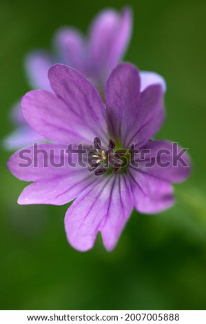 roundleaf geranium or geranium rotundifolium small flowers. Macro shot with small depth of field