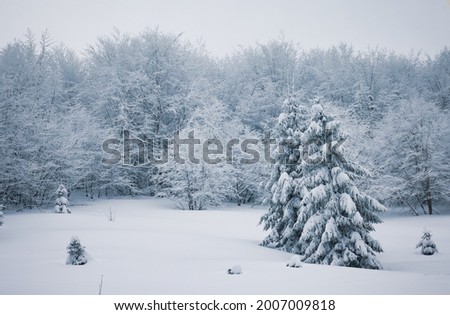 Harsh winter landscape beautiful snowy fir trees stand against a foggy mountainous area on a cold winter day. The concept of cold northern nature. Copyspace