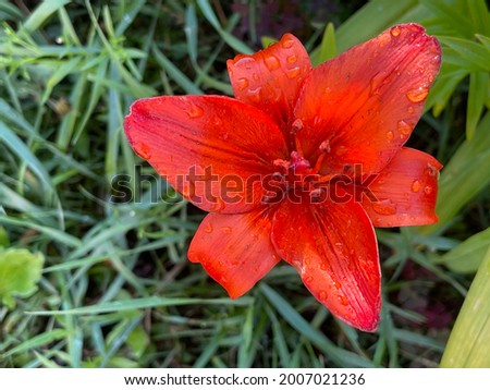 Fashionable summer blooming of many flowers for a postcard, a bright beautiful light background for a calendar, the most popular flowers macro photo