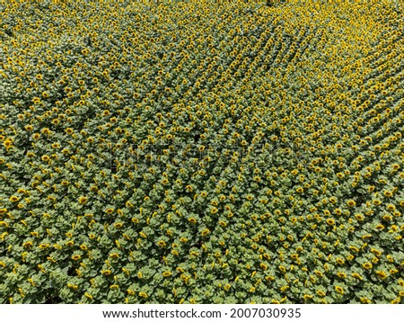 Aerial view of a sunflower field in summer