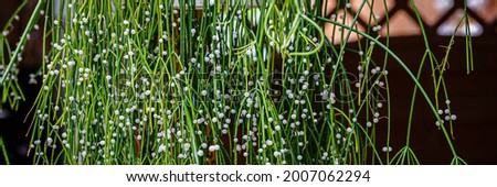Mistletoe cactus Rhipsalis baccifera plant with  globose pearl seeds. Banner. Rhipsalis Baccifera green twigs with white fruits in garden. Many white round bead mistletoe cacti Fruits. 