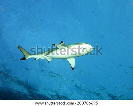 Black tip reef shark swimming in perfectly clear water. Micronesia, Yap, Pacific ocean.